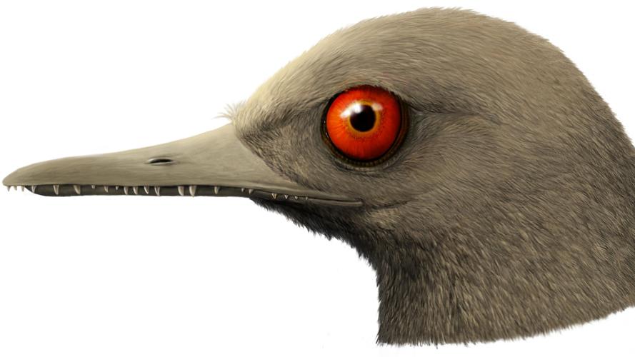 Oculudentavis