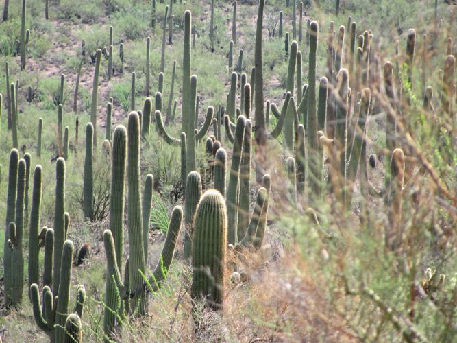 Brown Mountain Trail