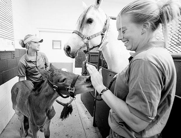 There's no time to horse around  