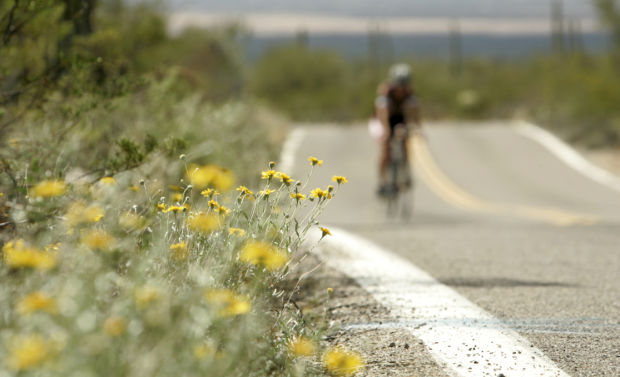 Southwest wildflowers
