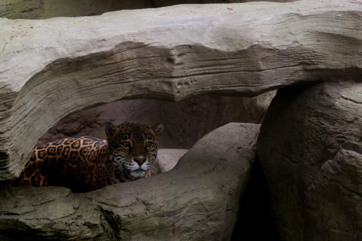 Petition Seeks Jaguar Reintroduction, Habitat Protection in New Mexico,  Arizona - Center for Biological Diversity