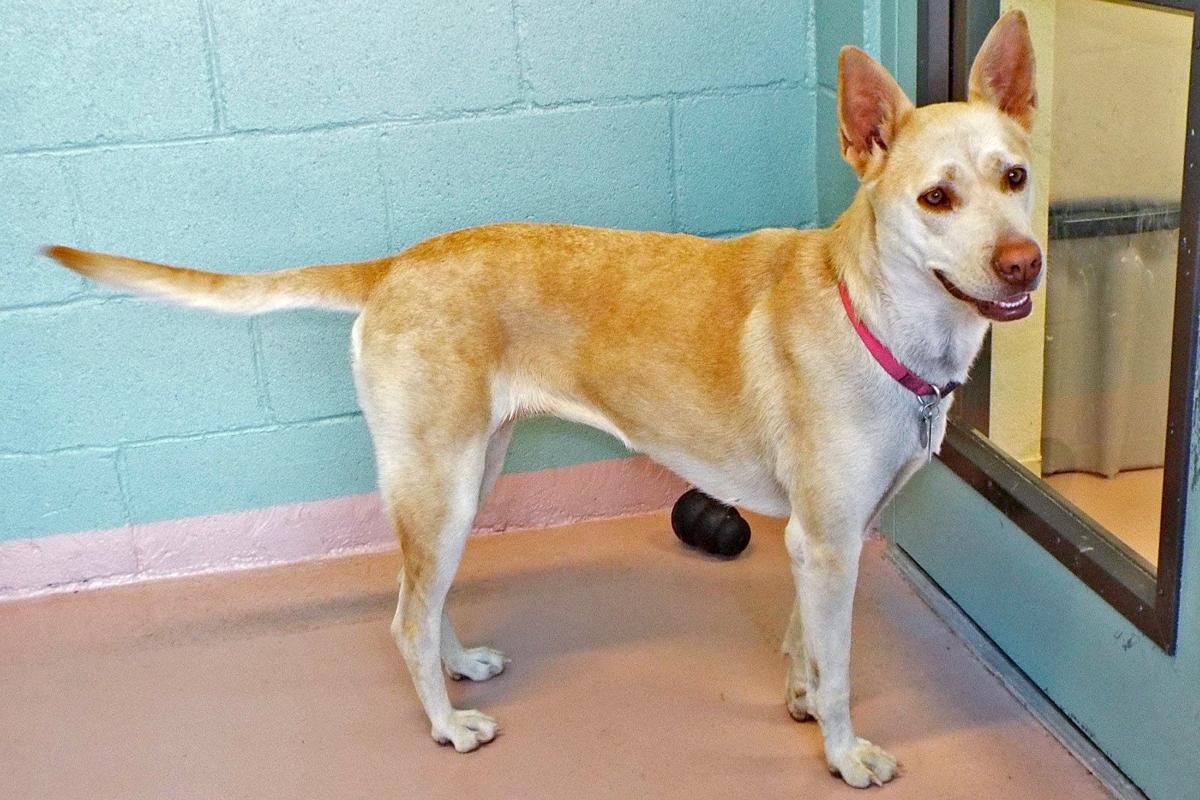 Adopt A Friend: Queenie Sue