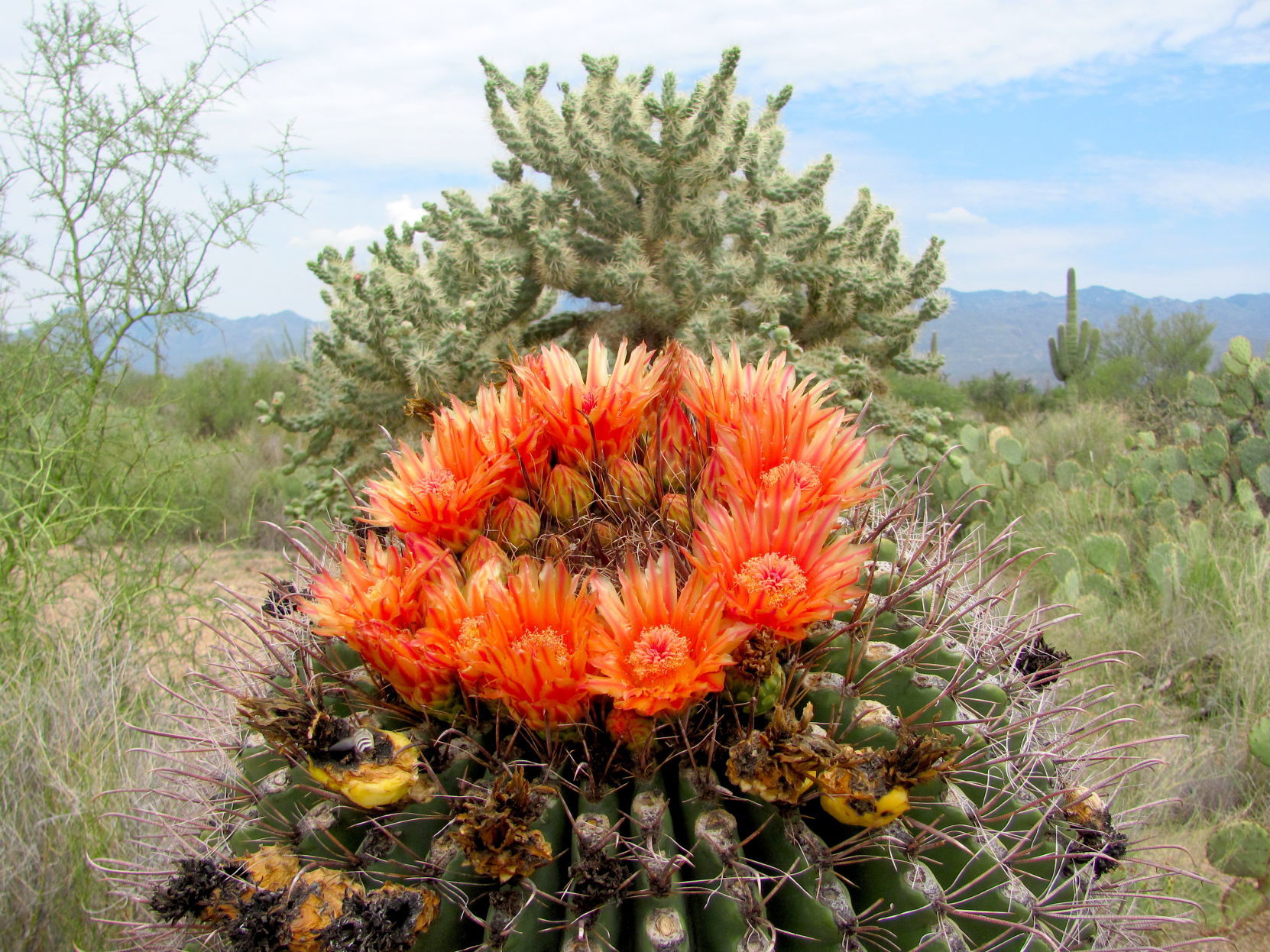 The Best Places To See The Arizona Deserts In Bloom Usa