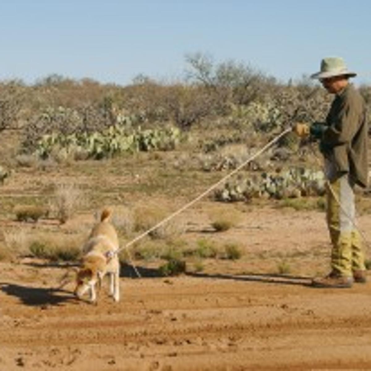 Keeping Dogs Away From Snake S Bite Home Life Health
