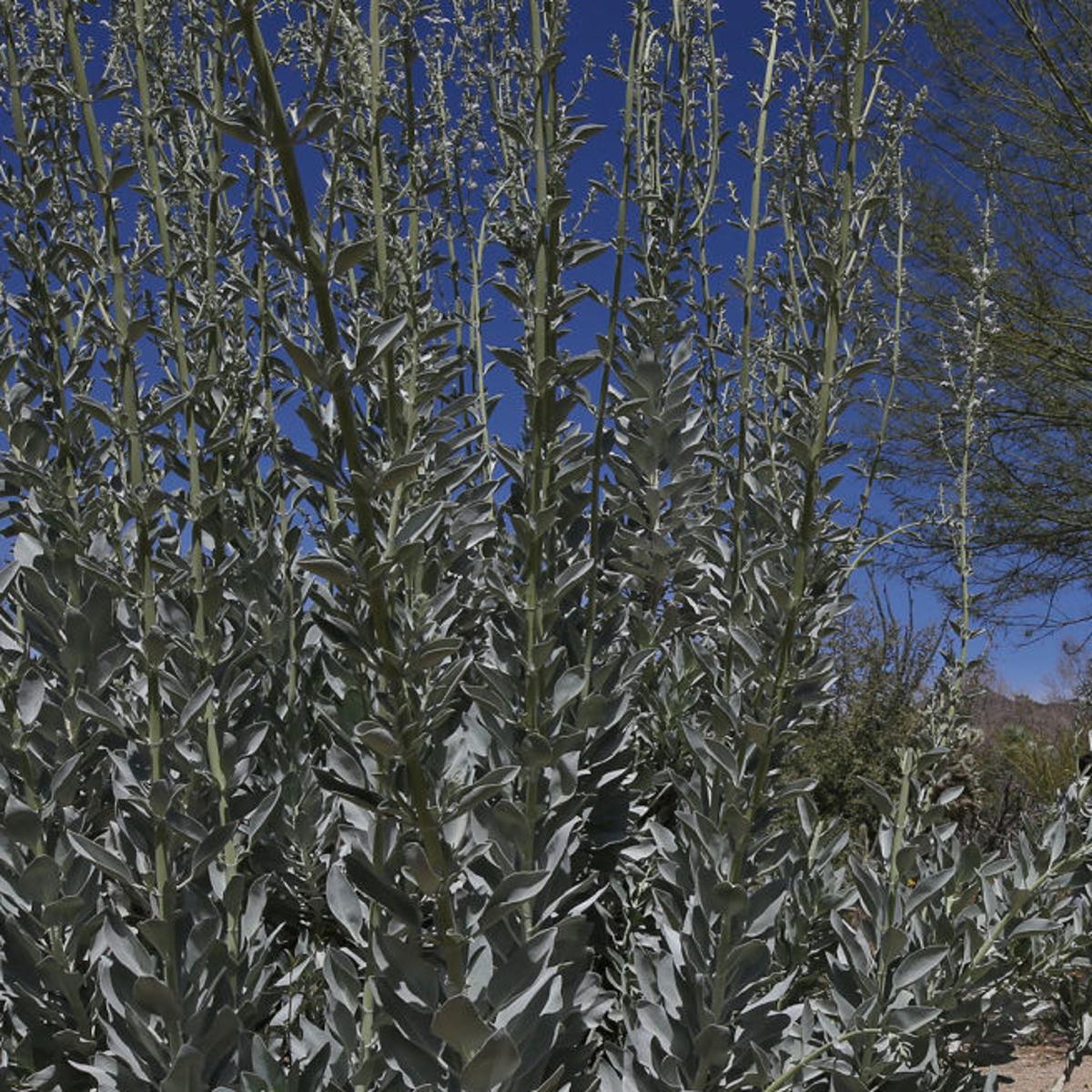Common Desert Plants May Help Cure What Ails You Local News Tucson Com,How Long To Cook Chicken Breast At 350