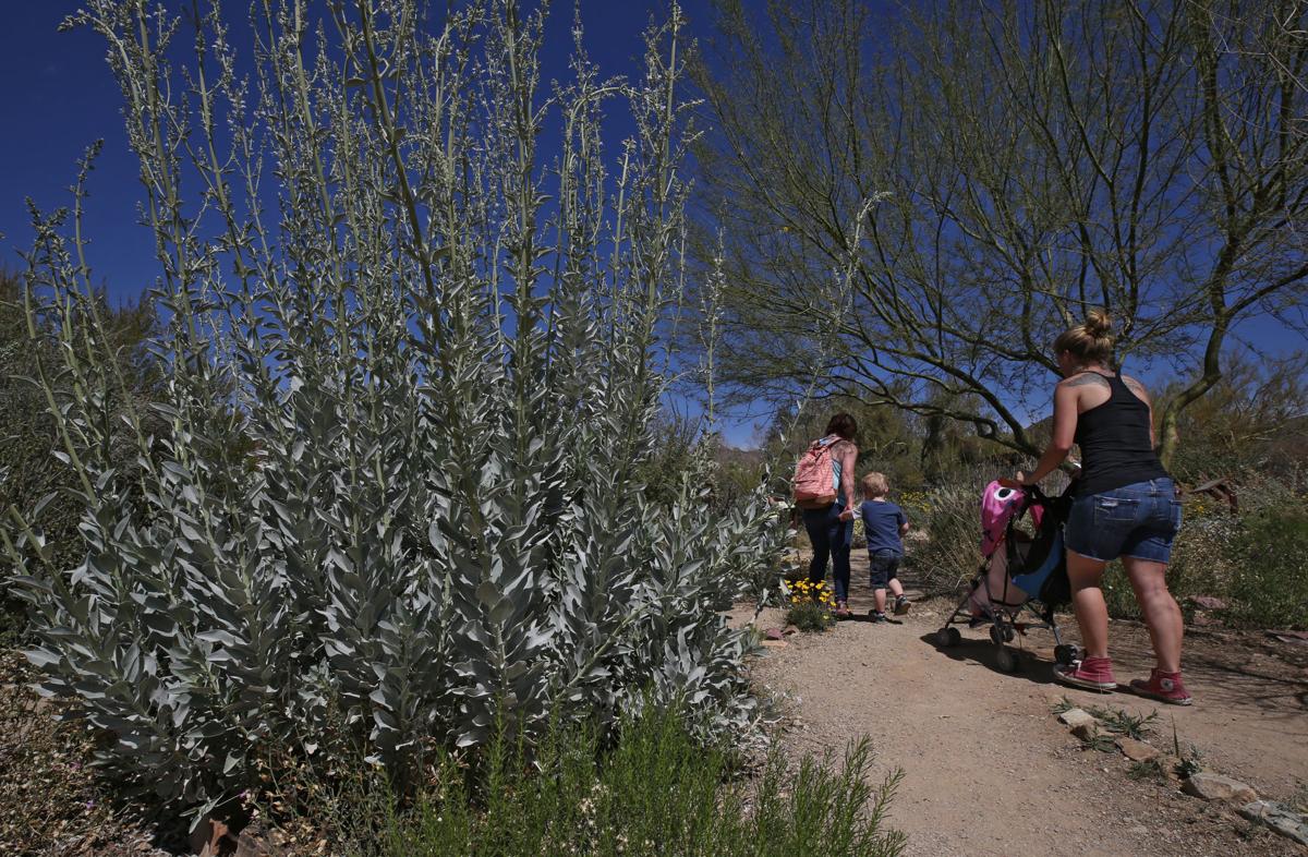 Desert Herbs