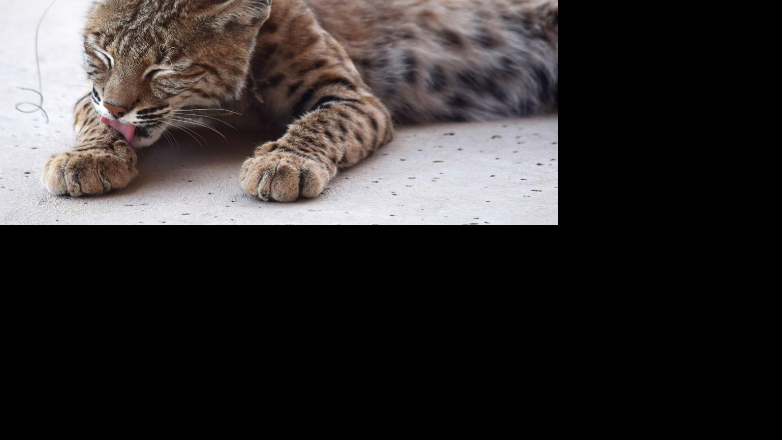 Man sentenced for shooting bobcat in Tucson study