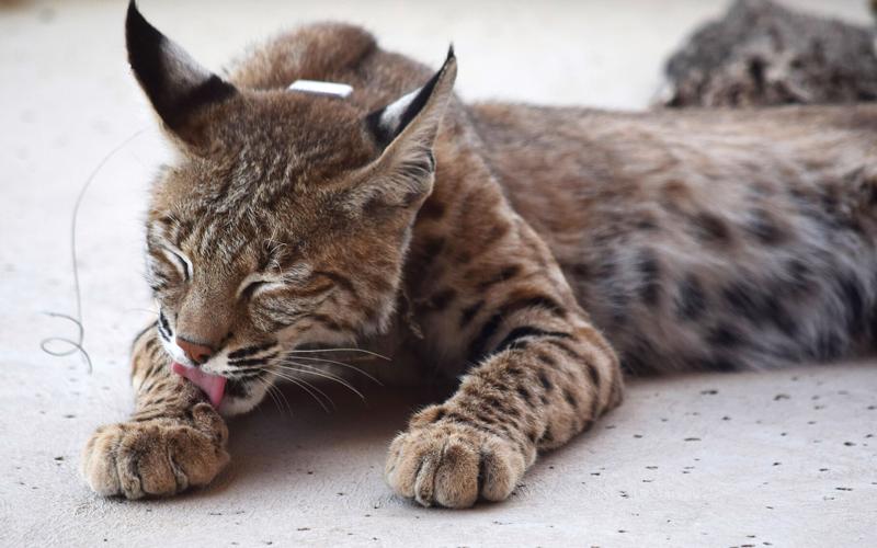 Man gets probation in fatal shooting of bobcat in Tucson study