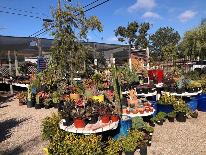 Gardens by the Sea Nursery