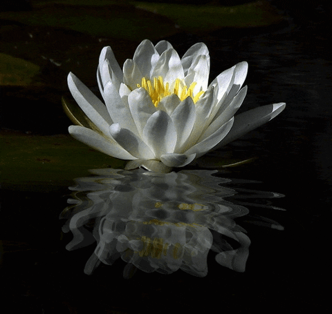 Meditation