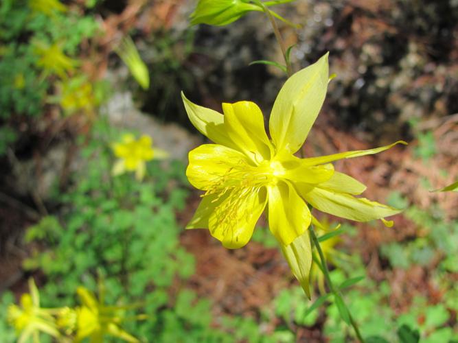 Golden columbines