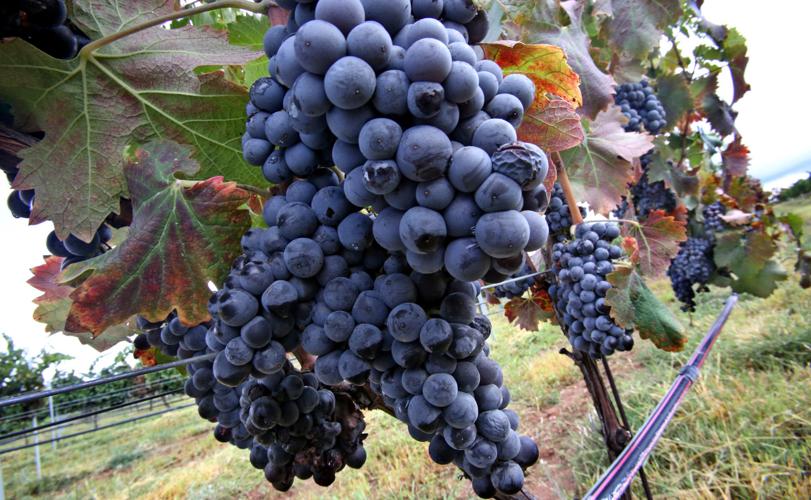 Carlson Creek Vineyards