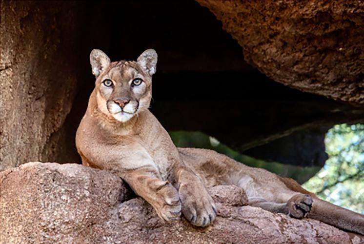 Cruz, the mountain lion at Arizona-Sonora Desert Museum, euthanized