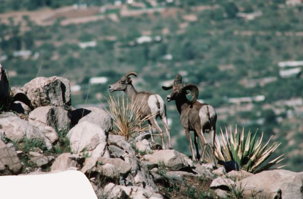 Bighorns coming back to the Catalinas