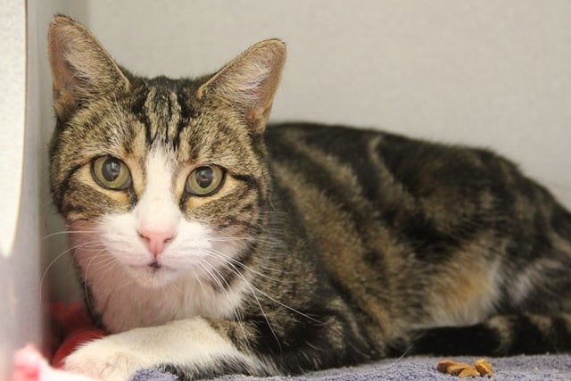 Adopt a friend: Heidi