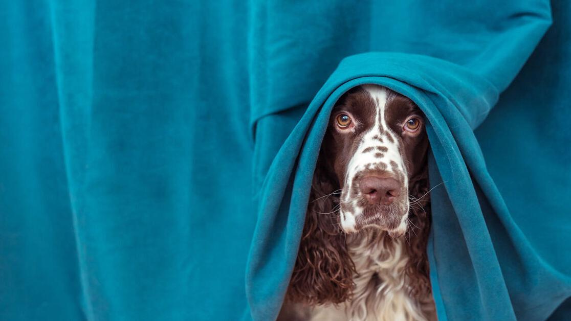 10 calming toys to entertain anxious dogs