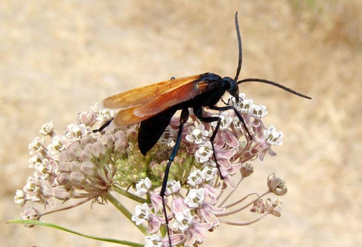 These are the 5 most venomous animals in Arizona