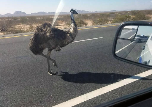 Emu found wandering along Phoenix interstate