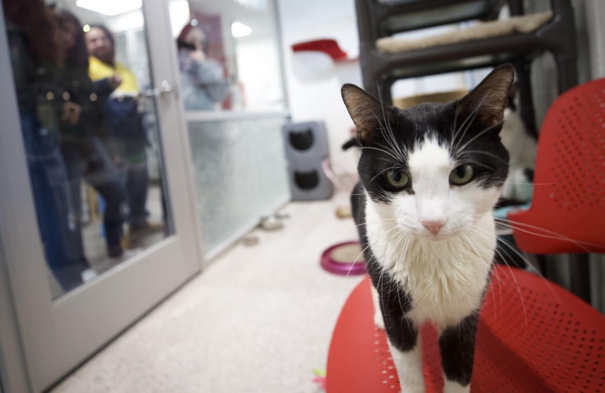 Pima Animal Care Center Sets Record For Adoptions In 2019