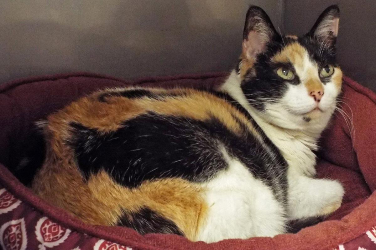 Adopt A Friend: Cleo