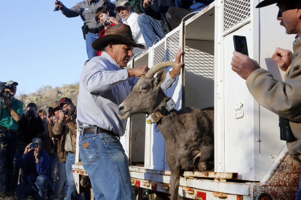 Bighorn sheep release