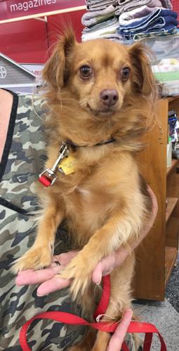 Adopt A Friend: Jake