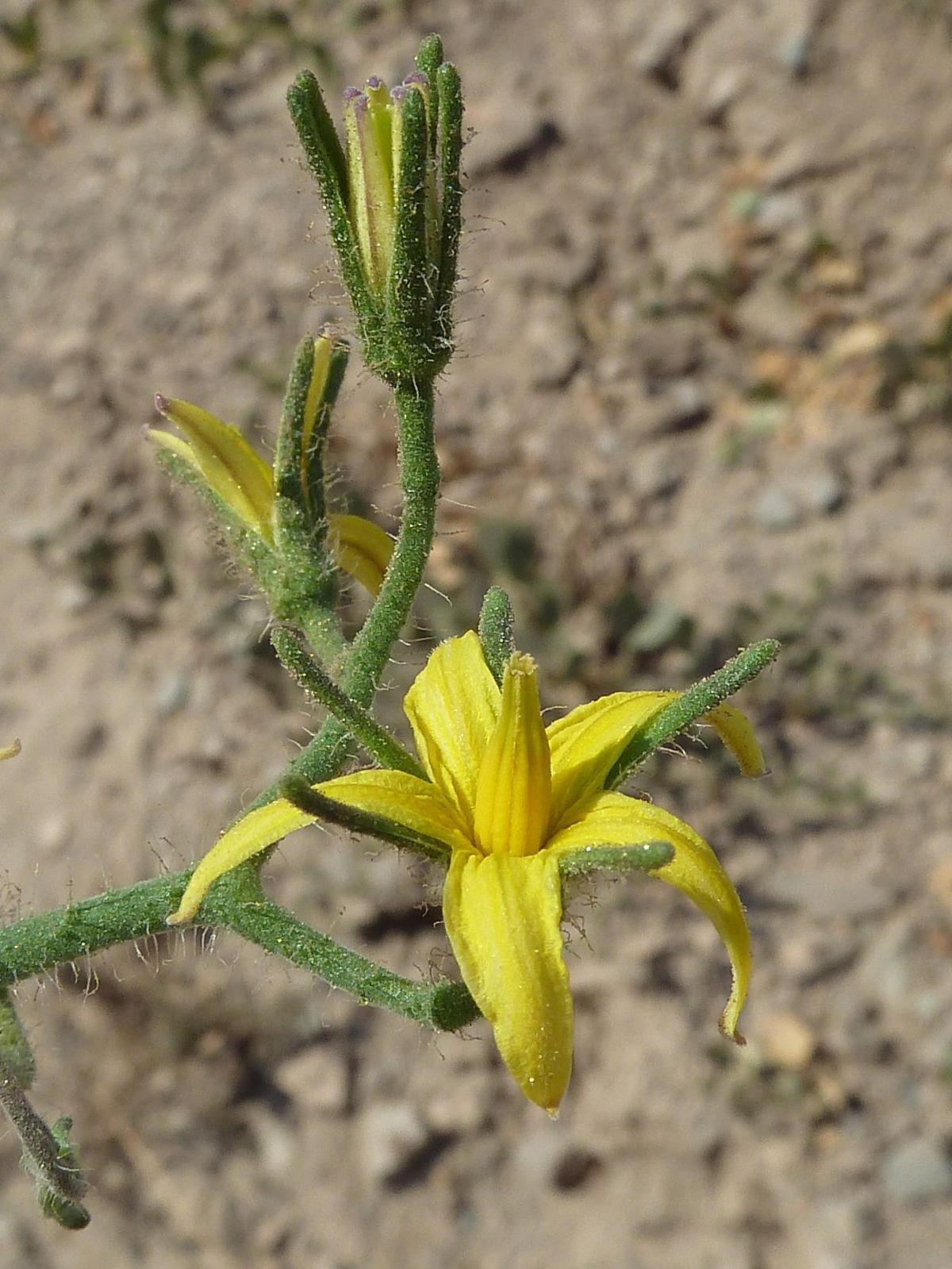 Even native plants may need special care during hottest
