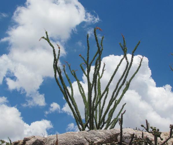 Clouds and ocotillo