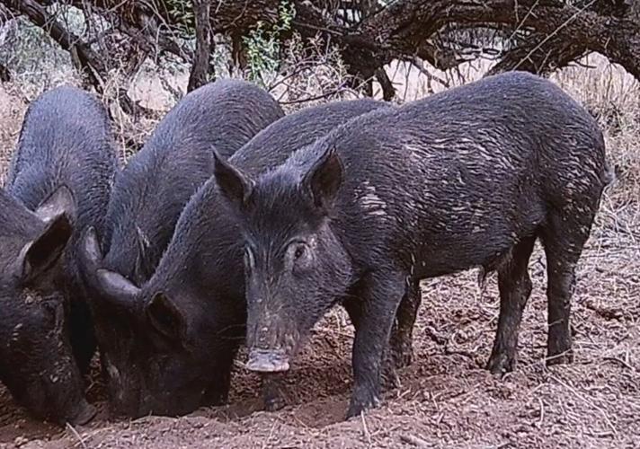feral hogs