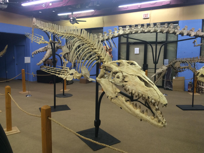 Tucson 2020 at the Mineral and Fossil Marketplace