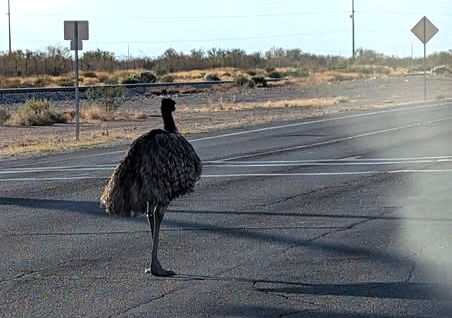 Emu