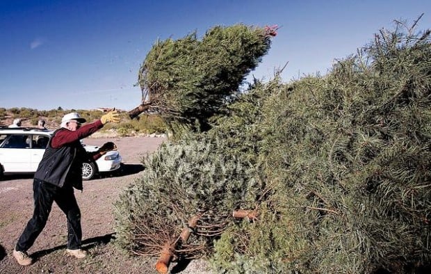 christmas tree recycling under way at several locations christmas tree recycling under way at several locations