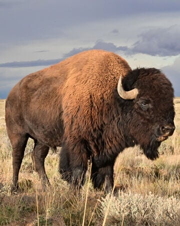 Bison, Turkey recommendations available