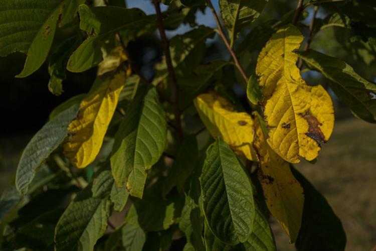 Climate Drought Pawpaw