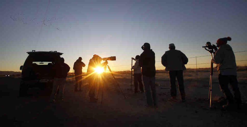 Sandhill cranes in Arizona