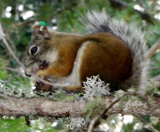 Mount Graham red squirrel