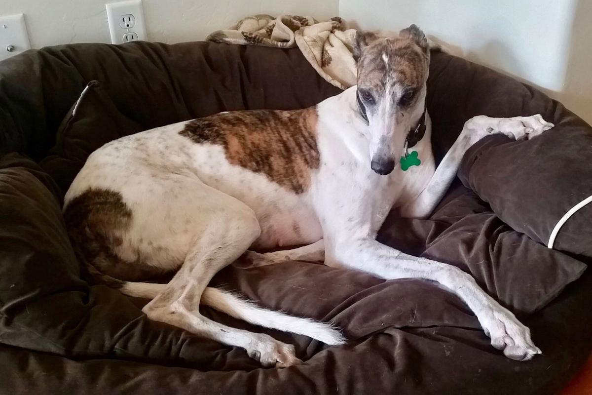 Adopt A Friend: Trixie