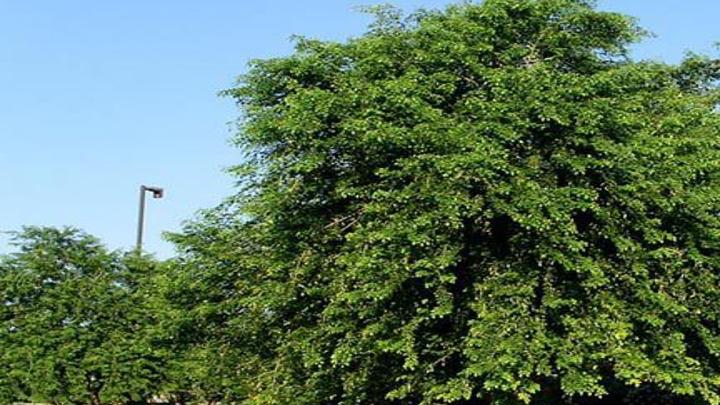 Rosie Romero Fast Growing Sissoo Trees May Not Do Well In Tucson Home Life Health Tucson Com