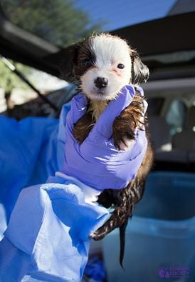 Parvo puppies