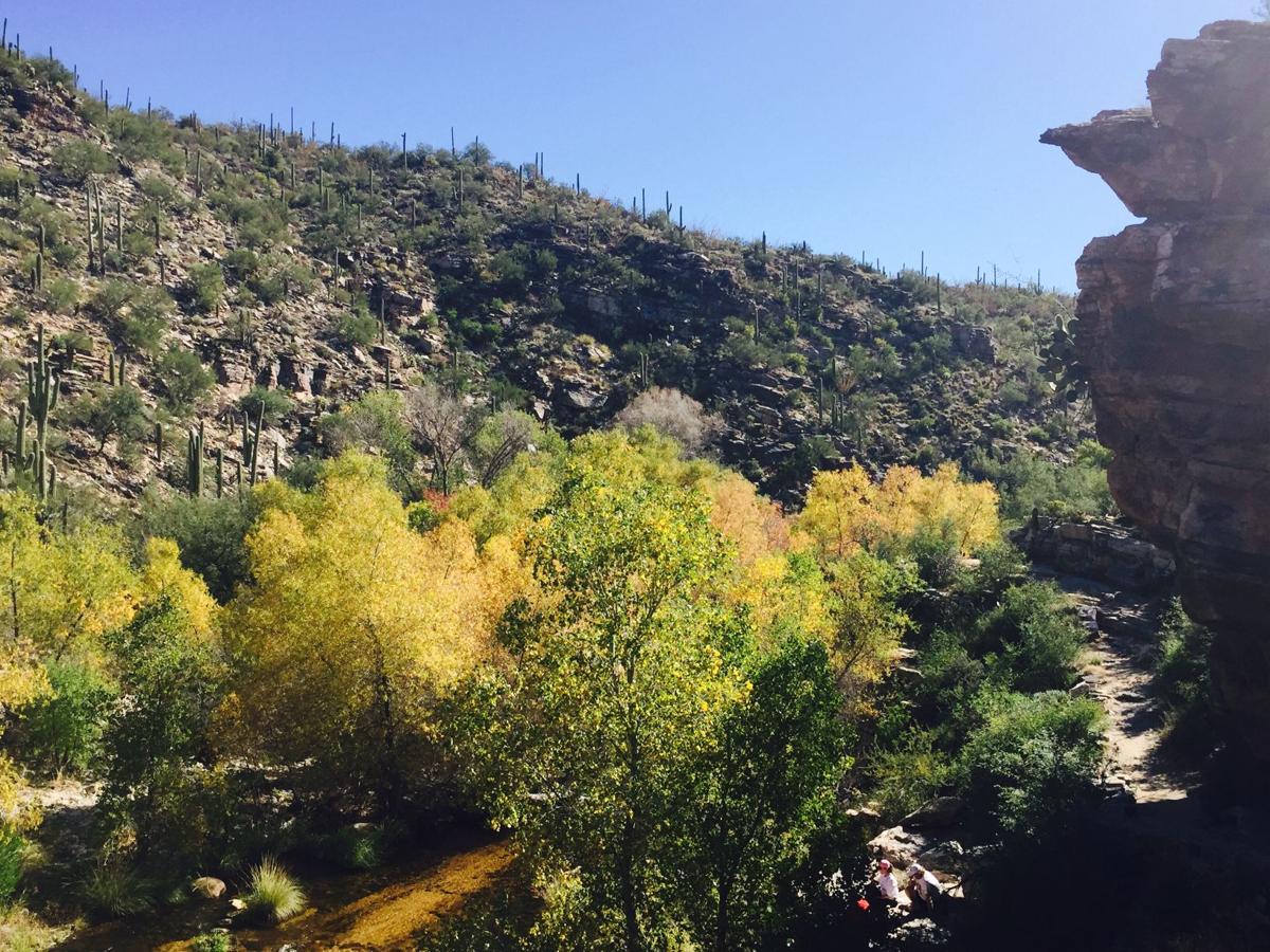 Sabino autumn splendor