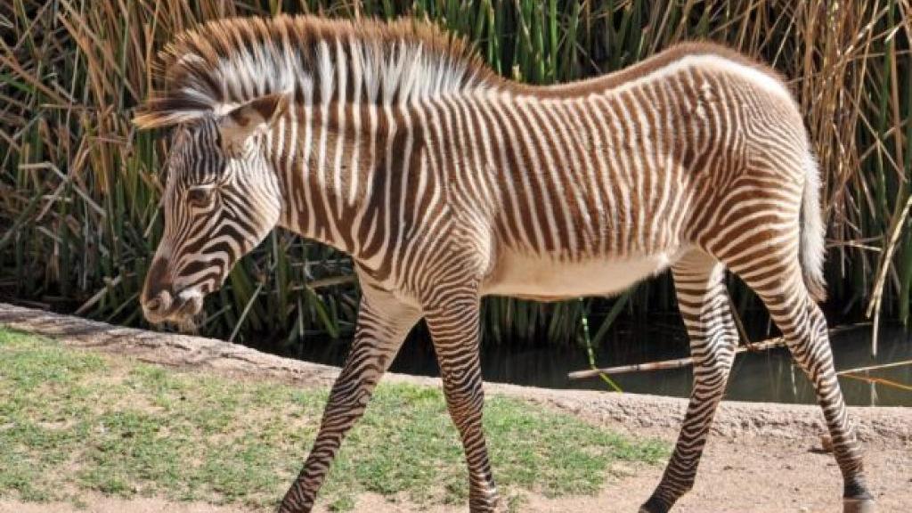 Zebra dies in freak accident at Reid Park Zoo