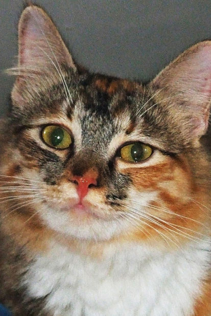 Pet adoptions