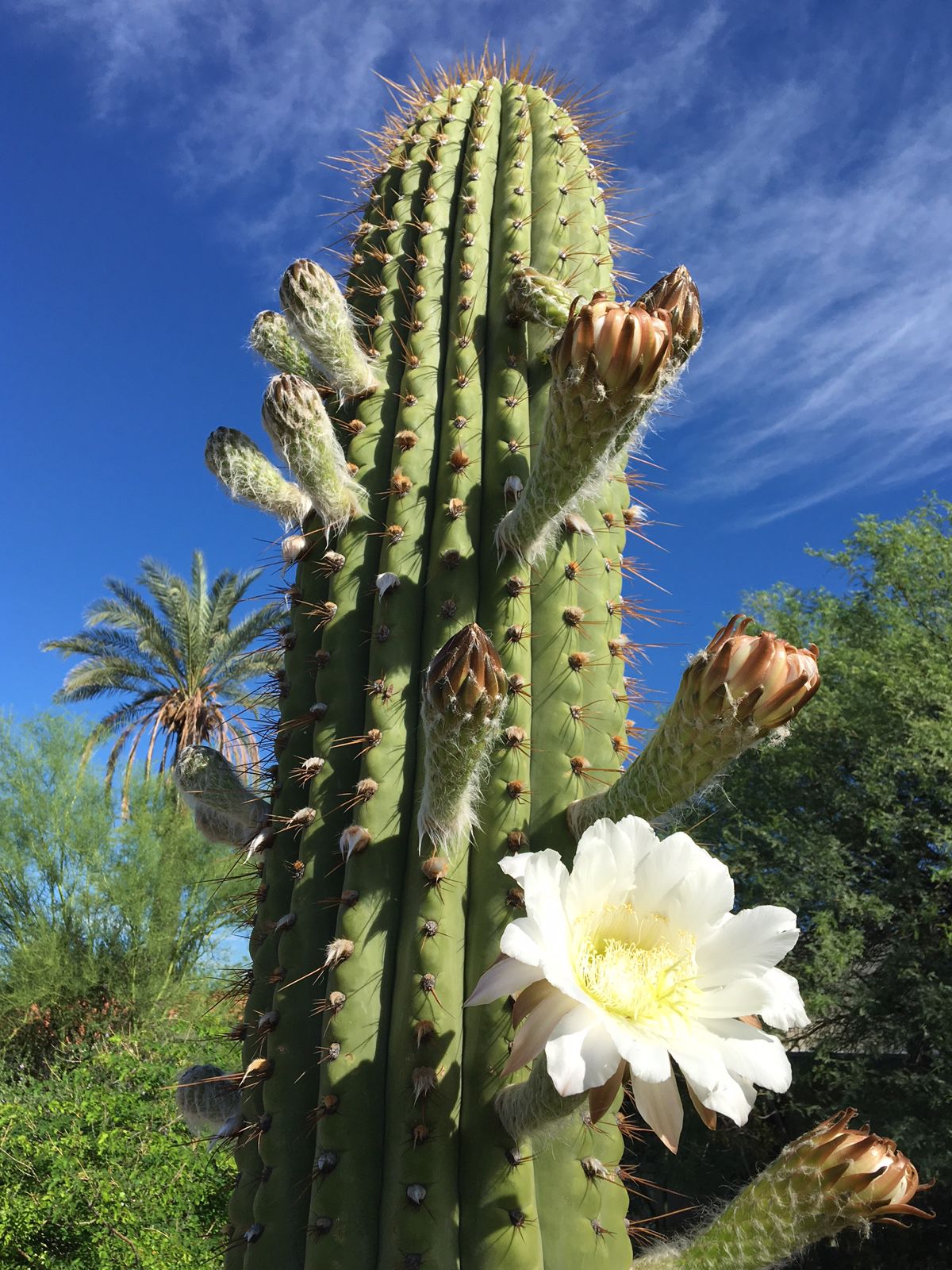 These Photos Of Cactus Blooms Will Make You Fall In Love With Tucson Local News Tucson Com