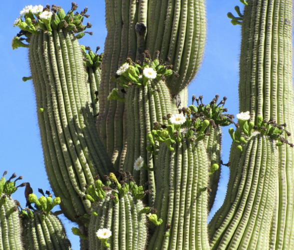 Beaded with blooms, saguaros may be making up for lost time