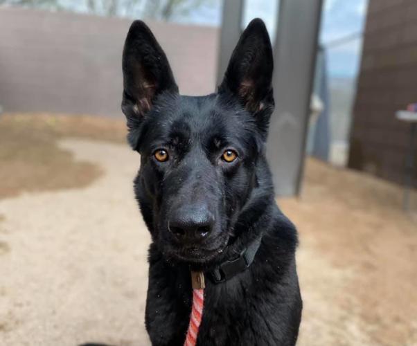 Adopt a friend: Briella