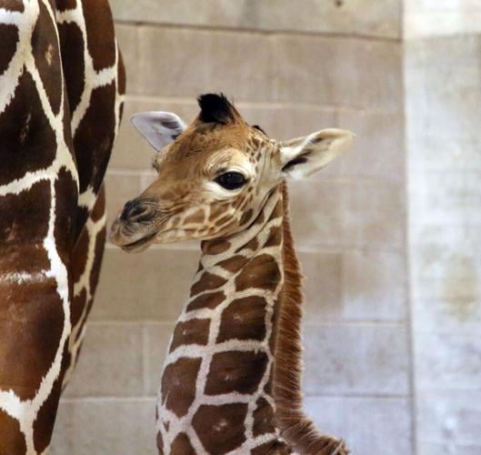 Giraffe born at Tucson's Reid Park Zoo Monday stands 6 feet fall