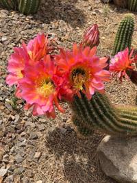 Cactus is blooming