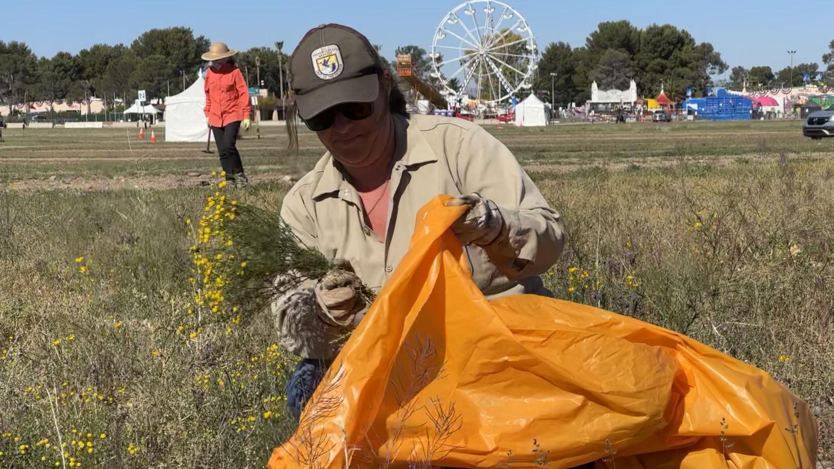 Weed warriors target stinknet at Pima County Fairgrounds - Vimarsana News