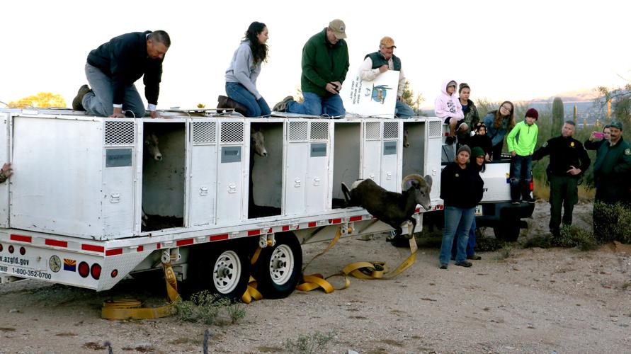 Bighorn sheep release