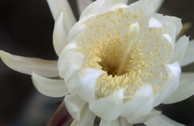 The Queen of the Night at Tohono Chul Park